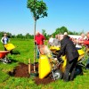 Planten boom op sportveld als start werkzaamheden